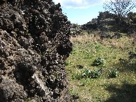 iara Scorciavacca-20110306 055